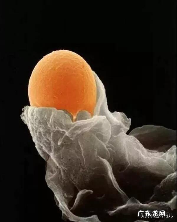 排卵期内没有“白带拉丝”，这意味着没有排卵吗？该怎么办？