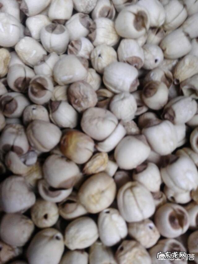 农村常见的莲子蕊有什么功效和作用呢?