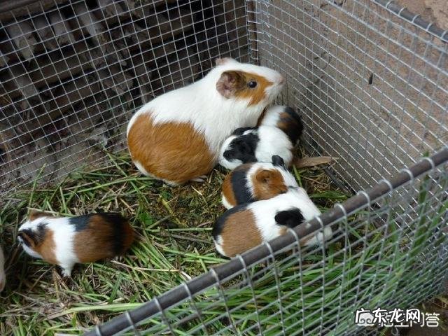 黑豚鼠可以开放养殖吗?