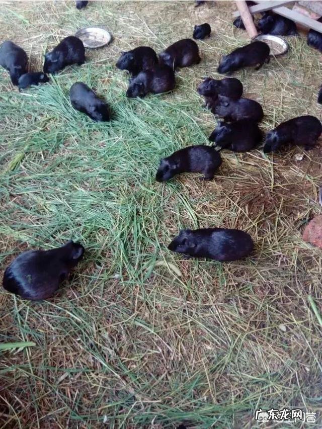 黑豚鼠可以开放养殖吗?