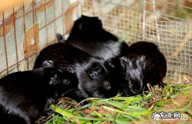 黑豚鼠可以开放养殖吗?