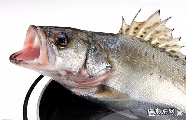 清蒸鱼怎么做才能既美观又美味?