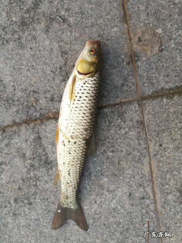 清蒸鱼怎么做才能既美观又美味?