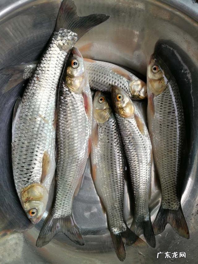 清蒸鱼怎么做才能既美观又美味?