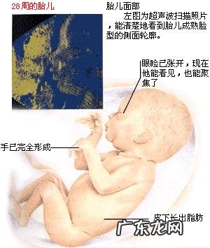 怀孕七个月的胎儿大概有多少斤?