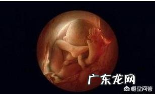 怀孕七个月的胎儿大概有多少斤?