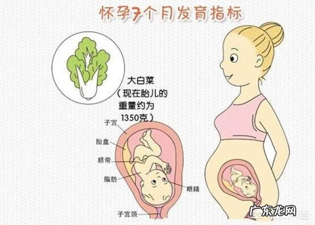 怀孕七个月的胎儿大概有多少斤?