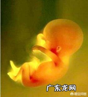 怀孕七个月的胎儿大概有多少斤?