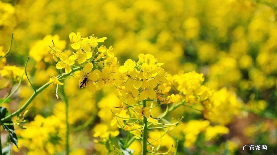 形容油菜花很美的句子