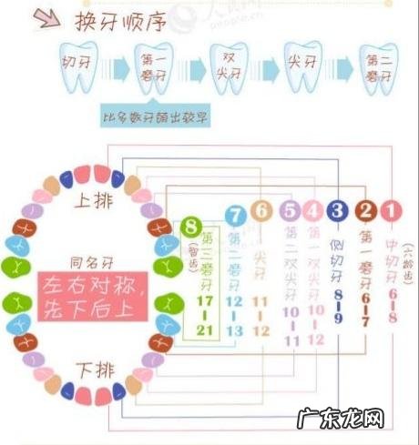 孩子大约几岁开始换牙？