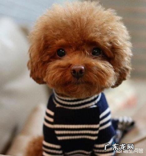 有什么听话聪明的狗狗适合新手的?