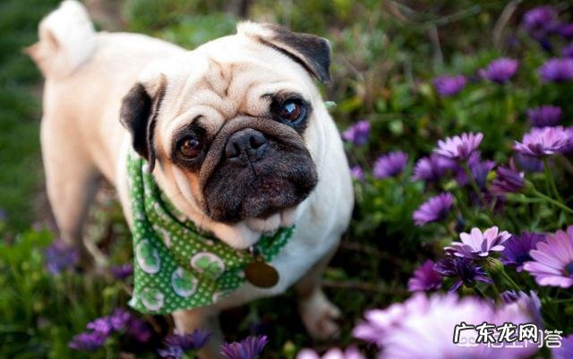 有什么听话聪明的狗狗适合新手的?