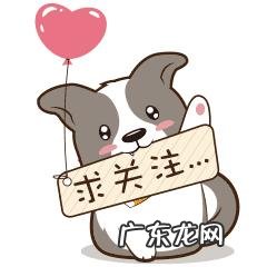 有什么听话聪明的狗狗适合新手的?