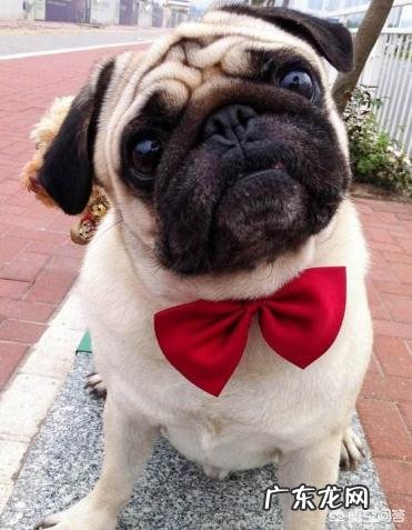 有什么听话聪明的狗狗适合新手的?