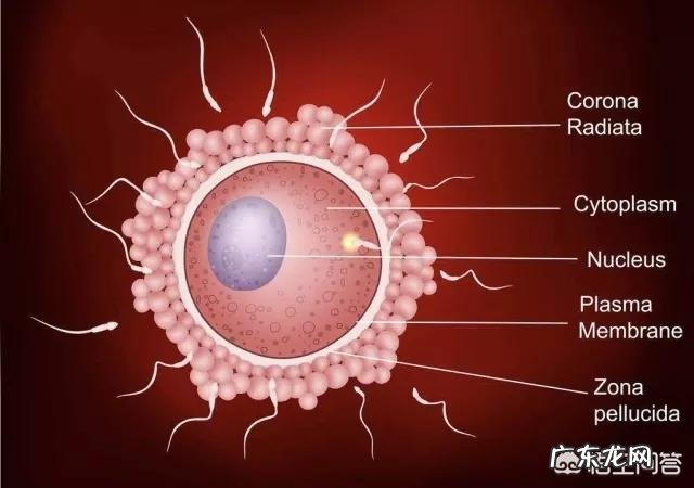 月经后几天是排卵期?