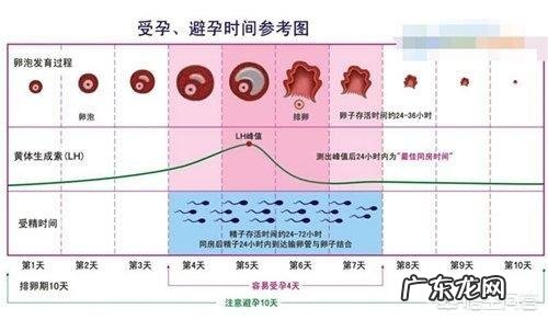 月经后几天是排卵期?