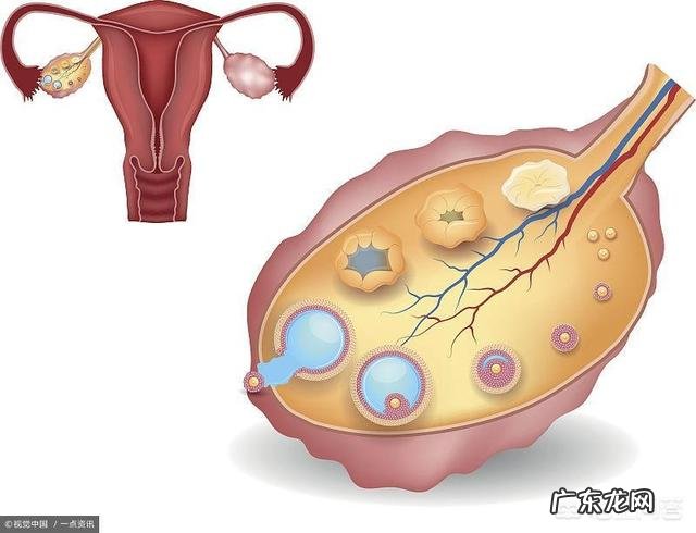 月经后几天是排卵期?