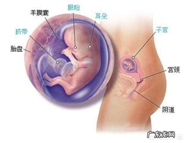 怀孕3个月胎儿成形了吗?需要注意哪些问题?