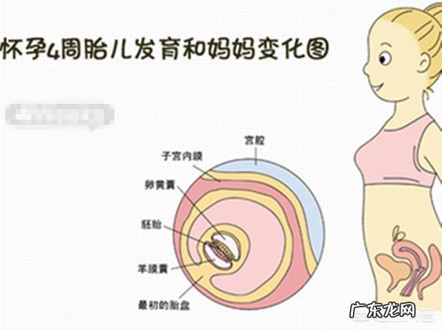 怀孕3个月胎儿成形了吗?需要注意哪些问题?