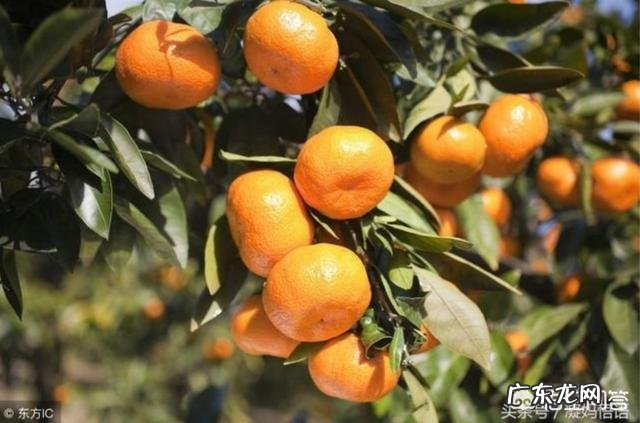 怀孕期间能不能吃桔子？