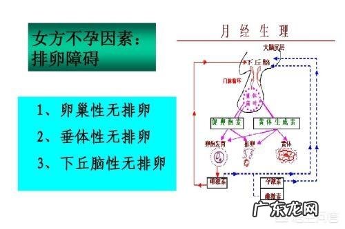 备孕时候多吃什么食物可以促进卵泡生长？