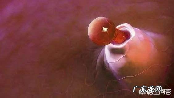 备孕时候多吃什么食物可以促进卵泡生长？