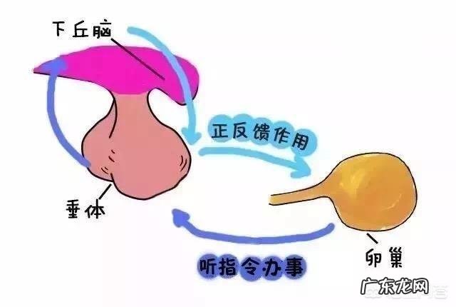 备孕时候多吃什么食物可以促进卵泡生长？