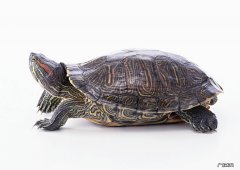 巴西龟为什么不能养