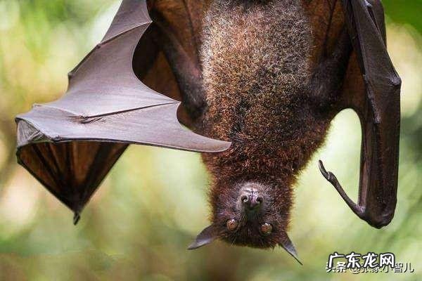 为什么说蝙蝠的存在对人类有益?消灭反而不好?