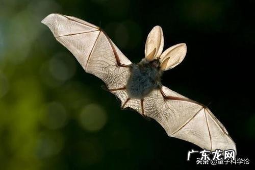 为什么说蝙蝠的存在对人类有益?消灭反而不好?