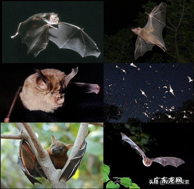 为什么说蝙蝠的存在对人类有益?消灭反而不好?