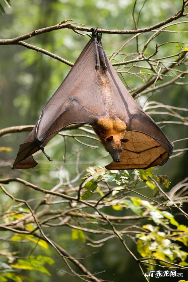 为什么说蝙蝠的存在对人类有益?消灭反而不好?