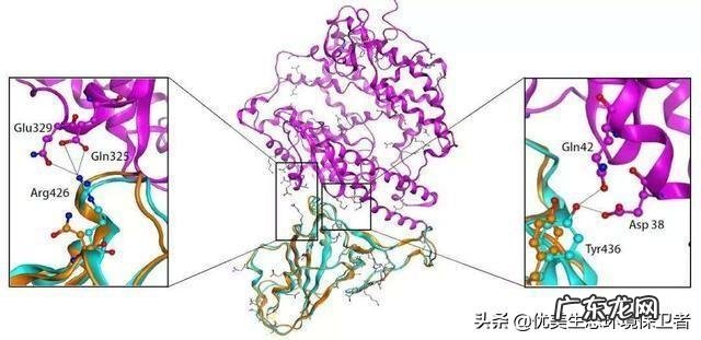 为什么说蝙蝠的存在对人类有益?消灭反而不好?