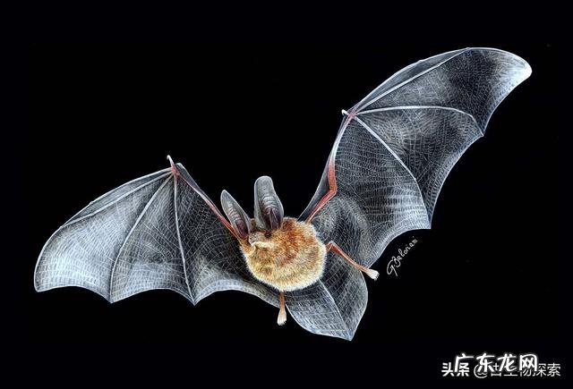 为什么说蝙蝠的存在对人类有益?消灭反而不好?