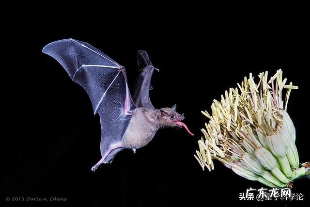 为什么说蝙蝠的存在对人类有益?消灭反而不好?