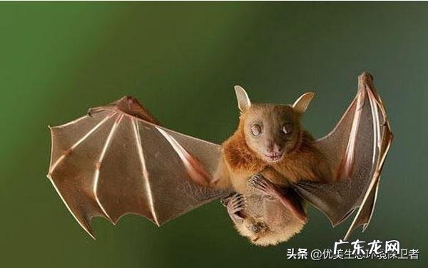 为什么说蝙蝠的存在对人类有益?消灭反而不好?