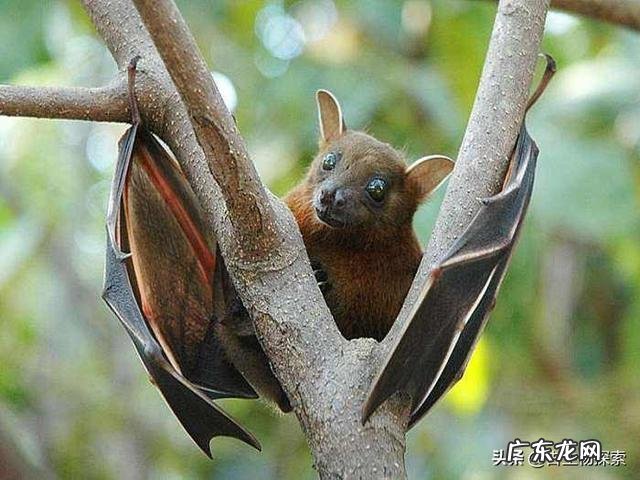 为什么说蝙蝠的存在对人类有益?消灭反而不好?