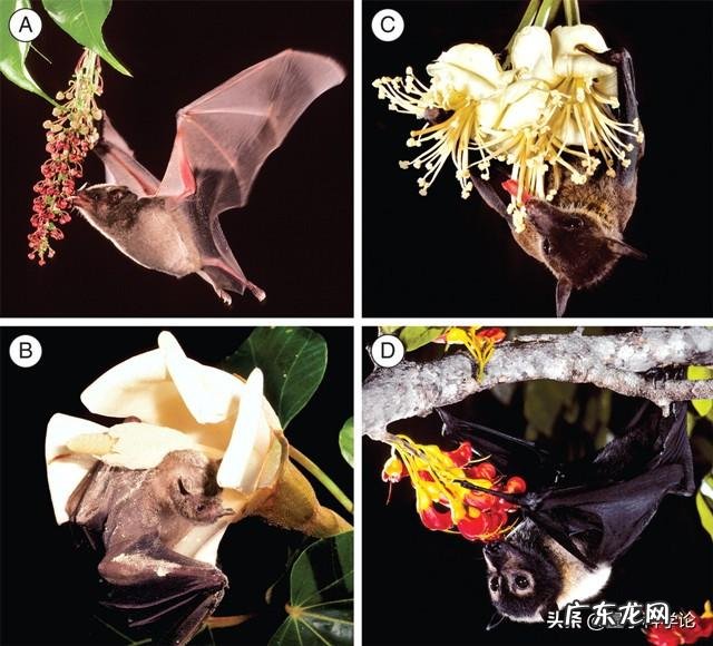 为什么说蝙蝠的存在对人类有益?消灭反而不好?