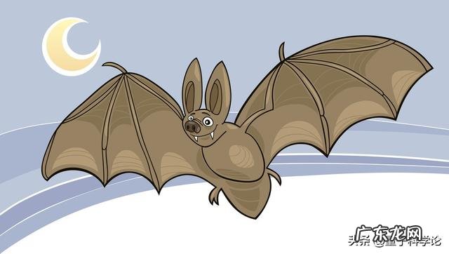 为什么说蝙蝠的存在对人类有益?消灭反而不好?