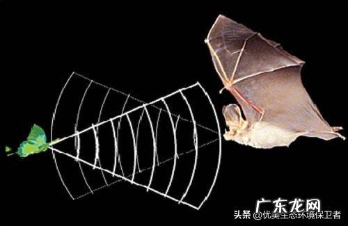 为什么说蝙蝠的存在对人类有益?消灭反而不好?