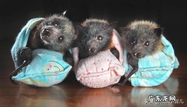 为什么说蝙蝠的存在对人类有益?消灭反而不好?