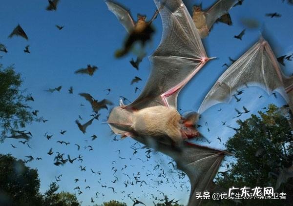 为什么说蝙蝠的存在对人类有益?消灭反而不好?