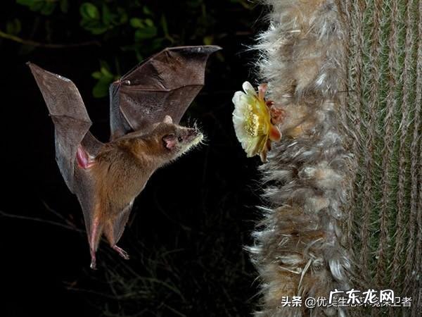 为什么说蝙蝠的存在对人类有益?消灭反而不好?