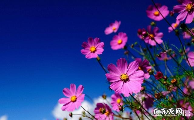 养花可以陶冶情操,你怎么看?