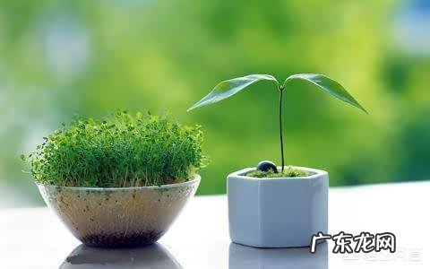 过期牛奶可以浇花吗,牛奶浇花好不好?