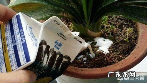 过期牛奶可以浇花吗,牛奶浇花好不好?