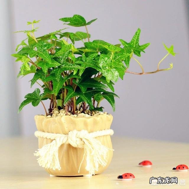 过期牛奶可以浇花吗,牛奶浇花好不好?