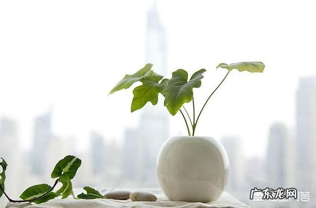 过期牛奶可以浇花吗,牛奶浇花好不好?