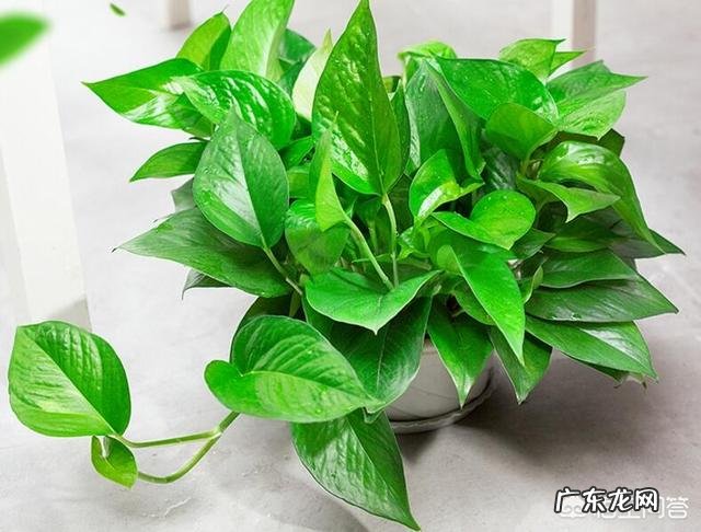 绿萝叶子发黄是怎么回事?
