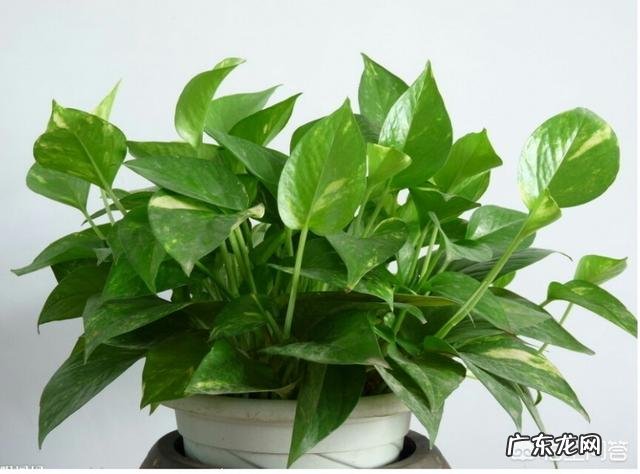 绿萝叶子发黄是怎么回事?